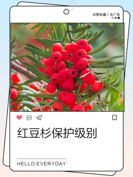 红豆杉对孕妇有影响吗_孕期接触红豆杉安全吗-第1张图片-星辰妙记