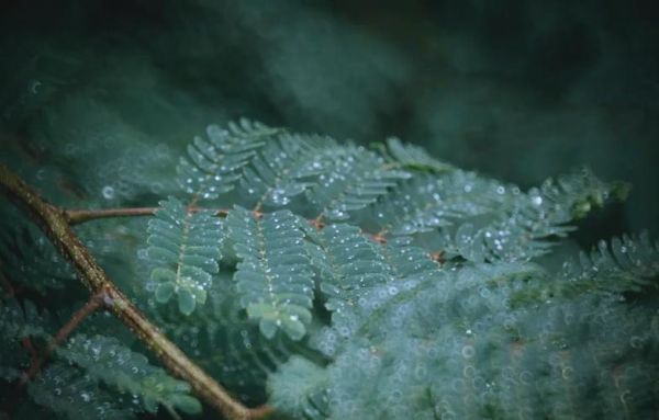 非凡的镜头是什么_非凡的镜头适合拍什么-第2张图片-星辰妙记