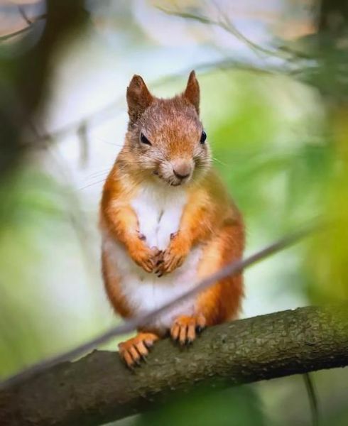 拍野生动物用什么镜头_野生动物摄影镜头推荐-第2张图片-星辰妙记