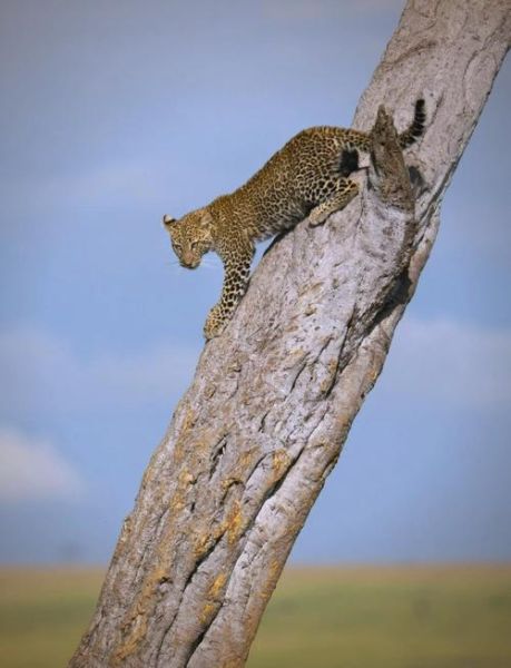 拍野生动物用什么镜头_野生动物摄影镜头推荐-第1张图片-星辰妙记