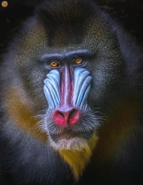 拍野生动物用什么镜头_野生动物摄影镜头推荐-第3张图片-星辰妙记