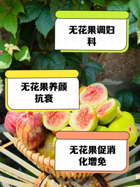 孕妇可以吃无花果吗_无花果对孕妇的好处-第1张图片-星辰妙记