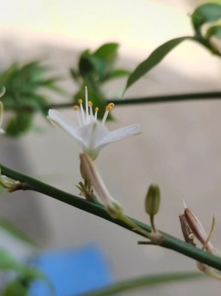 微距镜头怎么选_最佳微距镜头推荐-第2张图片-星辰妙记 微距镜头怎么选_最佳微距镜头推荐-第2张图片-星辰妙记