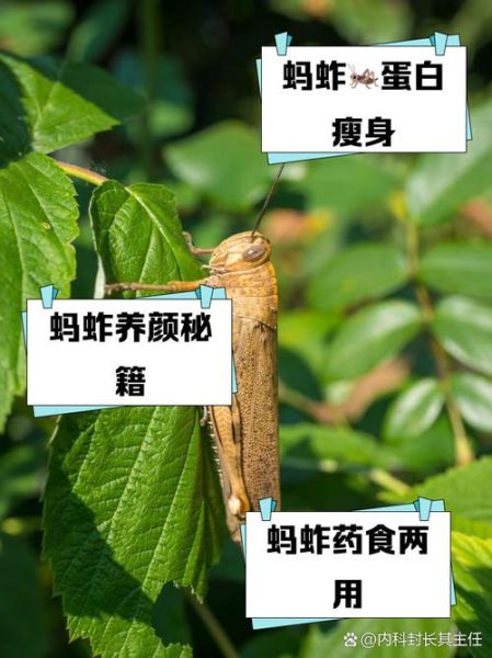 孕妇能吃蚂蚱吗_孕妇吃蚂蚱安全吗-第1张图片-星辰妙记