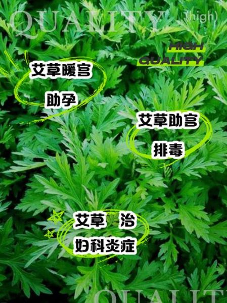 孕妇能吃艾草吗_艾草对孕妇的影响-第1张图片-星辰妙记