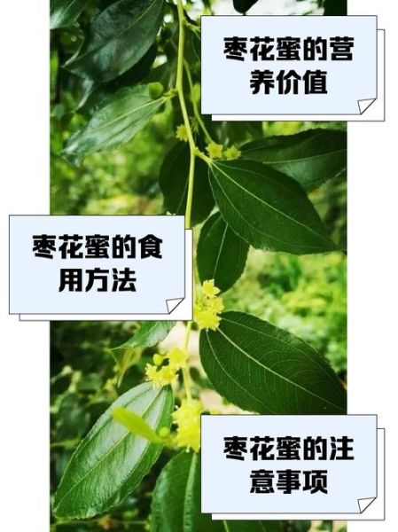 枣花蜜孕妇可以喝吗_孕期喝枣花蜜注意事项-第1张图片-星辰妙记