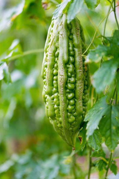 孕妇吃苦瓜对胎儿好吗_孕期能不能吃苦瓜-第1张图片-星辰妙记