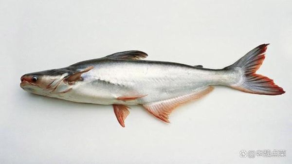 孕妇可以吃巴沙鱼吗_巴沙鱼对孕妇的好处与风险-第2张图片-星辰妙记