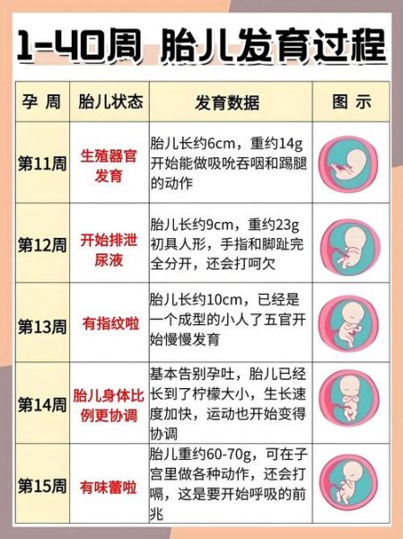 孕妇多少周算足月_孕晚期从第几周开始-第3张图片-星辰妙记