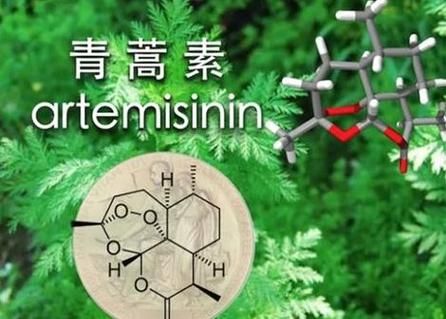 屠呦呦成功的原因_青蒿素发现过程-第2张图片-星辰妙记