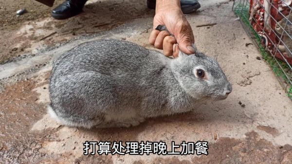 孕妇梦见杀兔子是什么意思_孕妇梦见杀兔子是生男生女-第1张图片-星辰妙记 孕妇梦见杀兔子是什么意思_孕妇梦见杀兔子是生男生女-第1张图片-星辰妙记