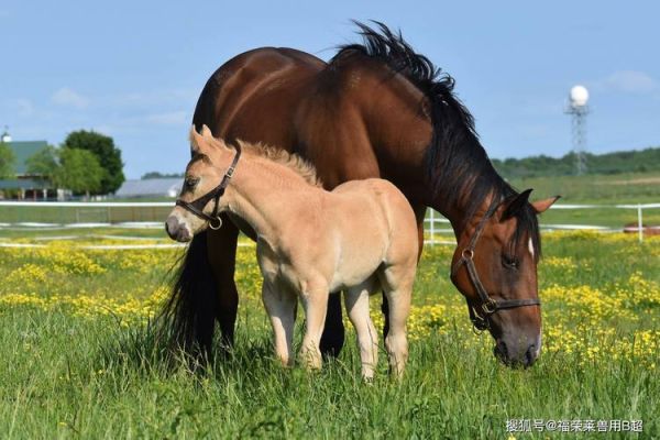 孕妇梦见马是什么意思_孕妇梦见马生男生女-第1张图片-星辰妙记