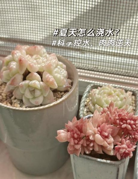 多肉植物怎么养_多肉植物多久浇一次水-第3张图片-星辰妙记