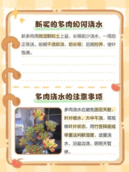 多肉植物怎么养_多肉植物多久浇一次水-第1张图片-星辰妙记