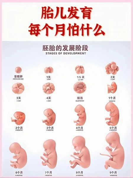 十月孕妇的肚子有多大_怀孕十个月肚子变化图-第2张图片-星辰妙记