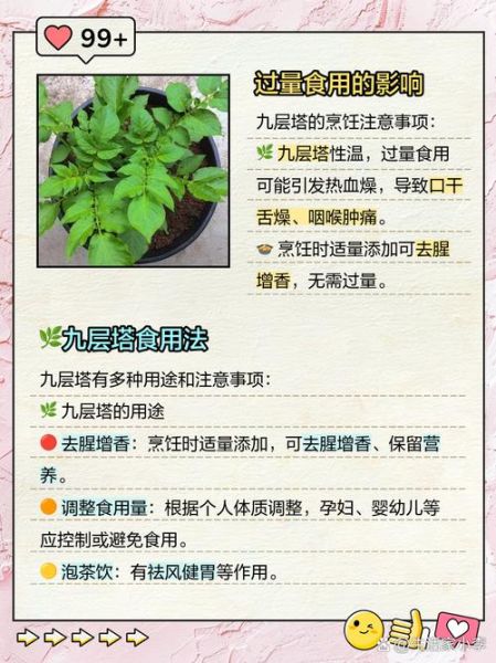 九层塔孕妇可以吃吗_孕期吃九层塔安全吗-第1张图片-星辰妙记