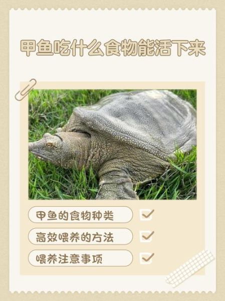 孕妇吃甲鱼对胎儿有影响吗_孕期能不能吃甲鱼-第2张图片-星辰妙记