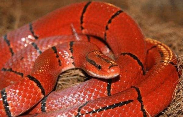 孕妇梦见红色的蛇是什么意思_胎梦解析与心理暗示-第1张图片-星辰妙记