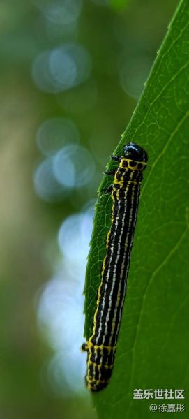 三星微距镜头怎么拍_三星微距镜头值得买吗-第1张图片-星辰妙记