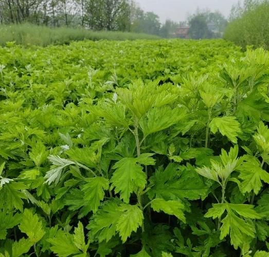 蕲艾孕妇能用吗_孕妇用蕲艾安全吗-第1张图片-星辰妙记