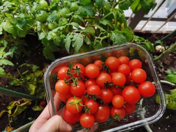 孕妇梦见摘番茄是男孩吗_胎梦解析-第3张图片-星辰妙记