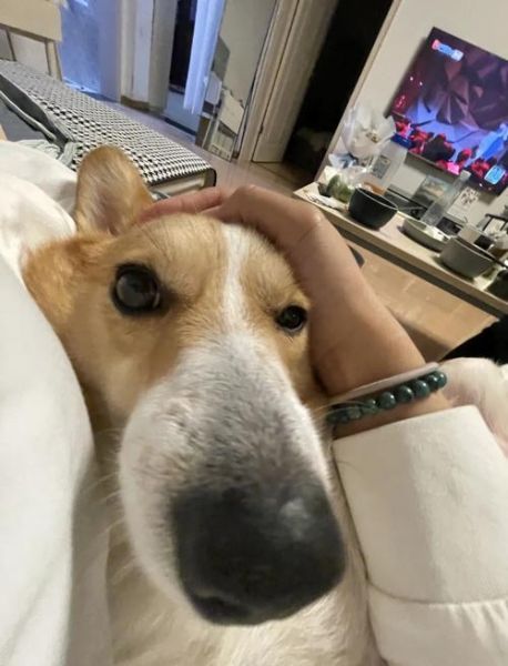 镜头狗头是什么_狗头镜头适合拍什么-第3张图片-星辰妙记 镜头狗头是什么_狗头镜头适合拍什么-第3张图片-星辰妙记