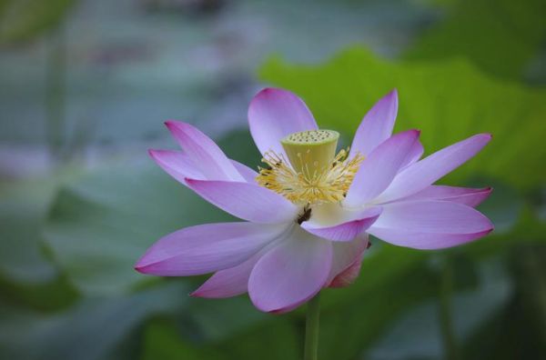 佳能大眼睛镜头怎么样_适合拍什么题材-第1张图片-星辰妙记