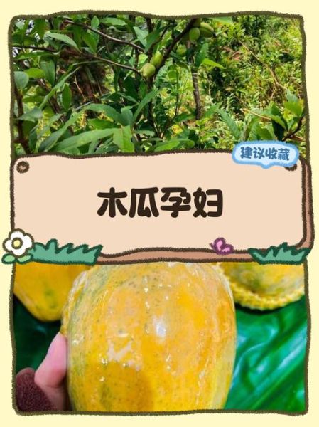 孕妇可以吃木瓜吗_木瓜对胎儿的影响-第2张图片-星辰妙记