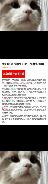 孕妇可以养猫吗_弓形虫感染风险-第3张图片-星辰妙记