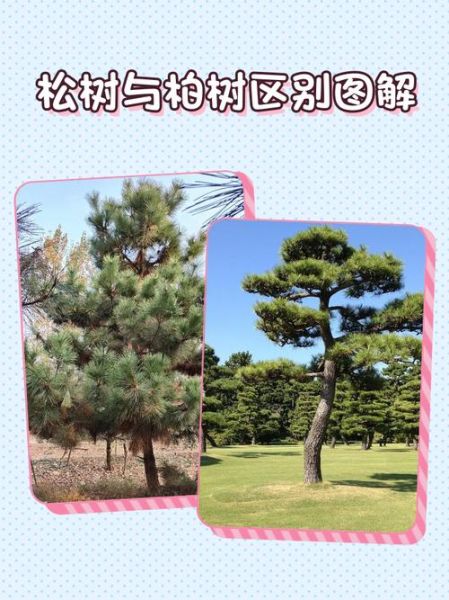 大树和小树的区别是什么_如何养护小树才能长成参天大树-第1张图片-星辰妙记