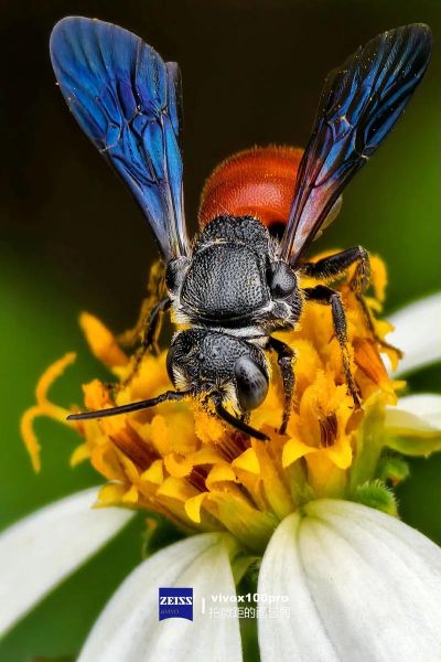 一百微镜头是什么_如何用手机拍好微距-第2张图片-星辰妙记 一百微镜头是什么_如何用手机拍好微距-第2张图片-星辰妙记