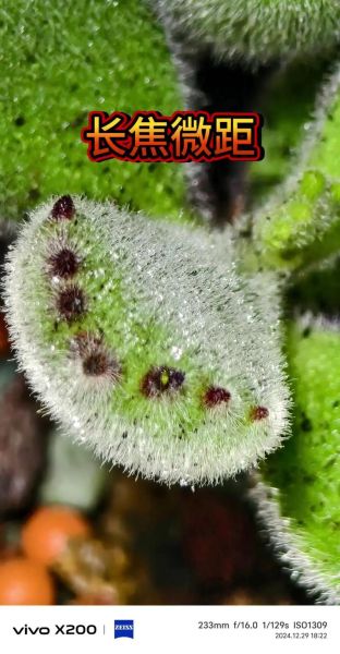 一百微镜头是什么_如何用手机拍好微距-第1张图片-星辰妙记 一百微镜头是什么_如何用手机拍好微距-第1张图片-星辰妙记