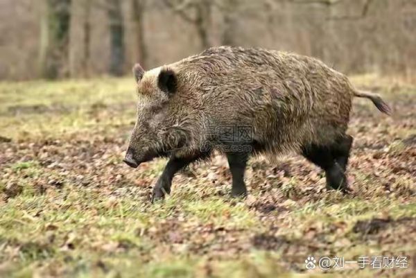 孕妇可以吃野猪肉吗_野猪肉安全吗-第3张图片-星辰妙记