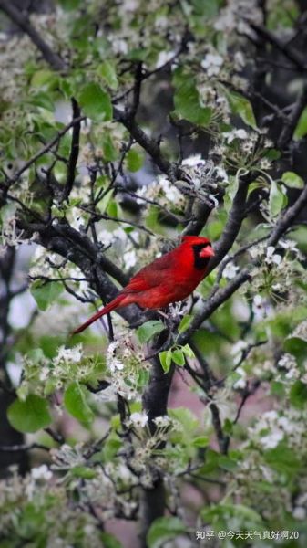 佳能75-300镜头怎么样_适合拍什么题材-第2张图片-星辰妙记