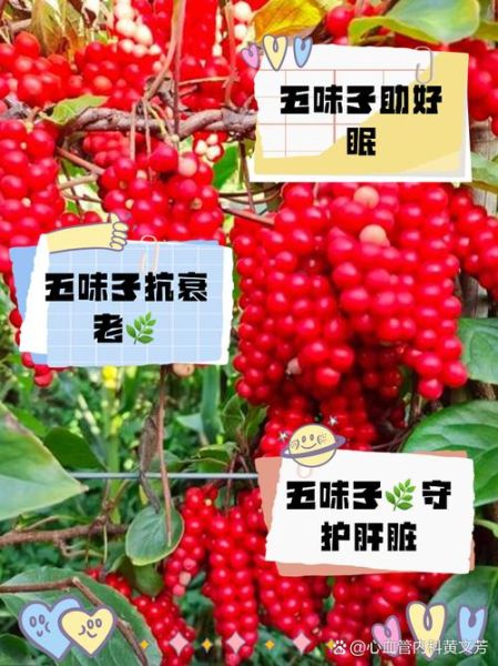 孕妇可以吃五味子吗_五味子对孕妇的影响-第1张图片-星辰妙记