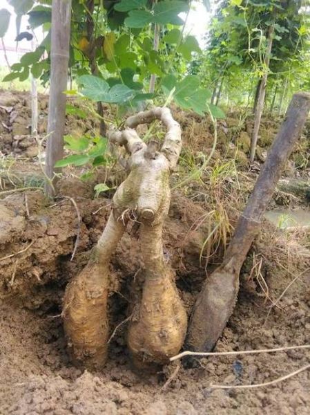 葛根粉孕妇可以吃吗_孕期吃葛根粉安全吗-第1张图片-星辰妙记