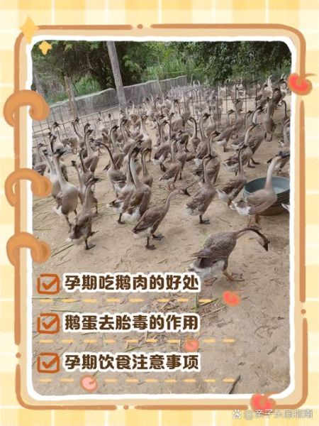 孕妇可以吃鹅吗_孕期吃鹅肉安全吗-第2张图片-星辰妙记