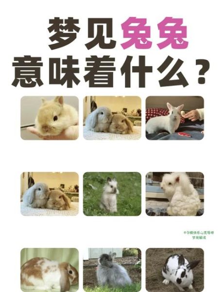 孕妇梦见兔子是什么意思_孕妇梦见兔子生男生女-第1张图片-星辰妙记 孕妇梦见兔子是什么意思_孕妇梦见兔子生男生女-第1张图片-星辰妙记