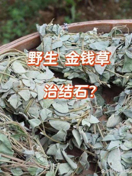 金钱草孕妇可以吃吗_金钱草对孕妇安全吗-第1张图片-星辰妙记