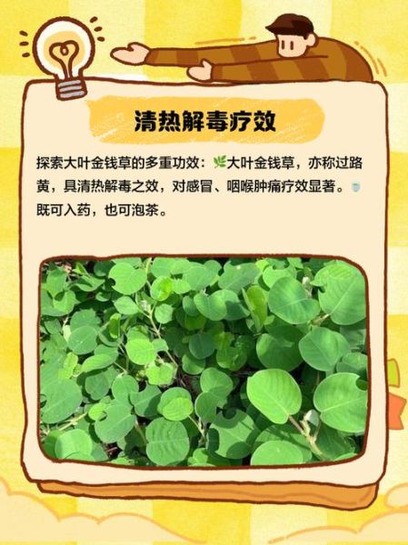 金钱草孕妇可以吃吗_金钱草对孕妇安全吗-第2张图片-星辰妙记