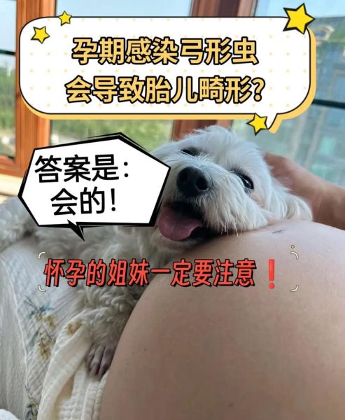 孕妇可以养狗吗_孕期养狗对胎儿的影响-第3张图片-星辰妙记