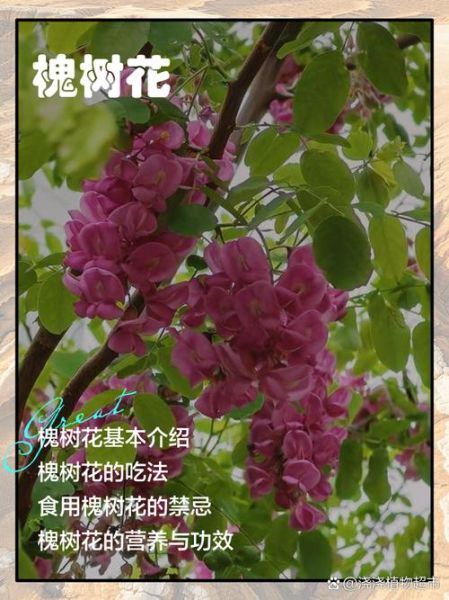 孕妇可以吃槐花吗_孕妇吃槐花注意事项-第1张图片-星辰妙记 孕妇可以吃槐花吗_孕妇吃槐花注意事项-第1张图片-星辰妙记