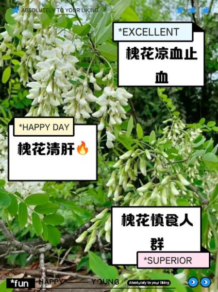 孕妇可以吃槐花吗_孕妇吃槐花注意事项-第2张图片-星辰妙记 孕妇可以吃槐花吗_孕妇吃槐花注意事项-第2张图片-星辰妙记