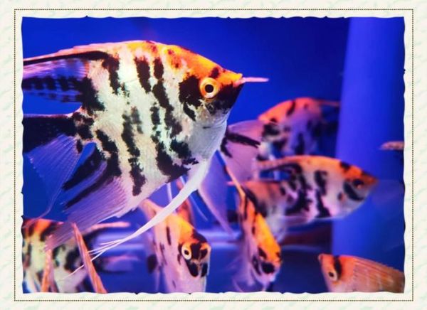 孕妇梦到鱼是什么意思_孕妇梦见鱼生男生女-第3张图片-星辰妙记