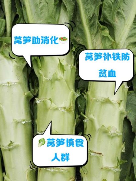 莴笋孕妇能吃吗_孕妇吃莴笋的好处与禁忌-第3张图片-星辰妙记 莴笋孕妇能吃吗_孕妇吃莴笋的好处与禁忌-第3张图片-星辰妙记
