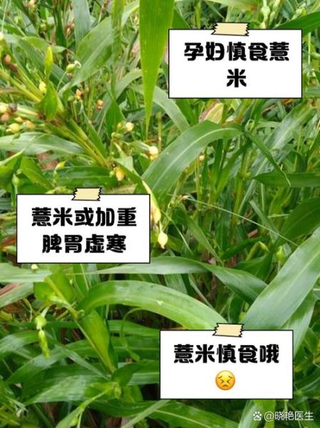 孕妇能吃薏米吗_孕期吃薏米的风险与替代方案-第1张图片-星辰妙记