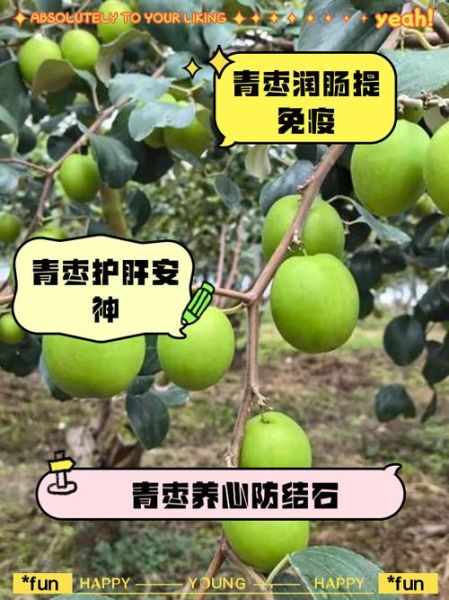 孕妇能吃青枣吗_青枣对胎儿好吗-第1张图片-星辰妙记