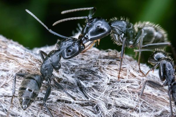 自制微距镜头_如何DIY微距镜头-第1张图片-星辰妙记 自制微距镜头_如何DIY微距镜头-第1张图片-星辰妙记