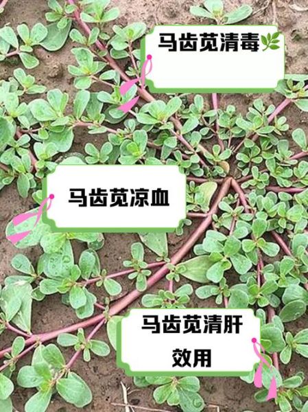 孕妇能吃马齿苋吗_马齿苋对胎儿有影响吗-第1张图片-星辰妙记