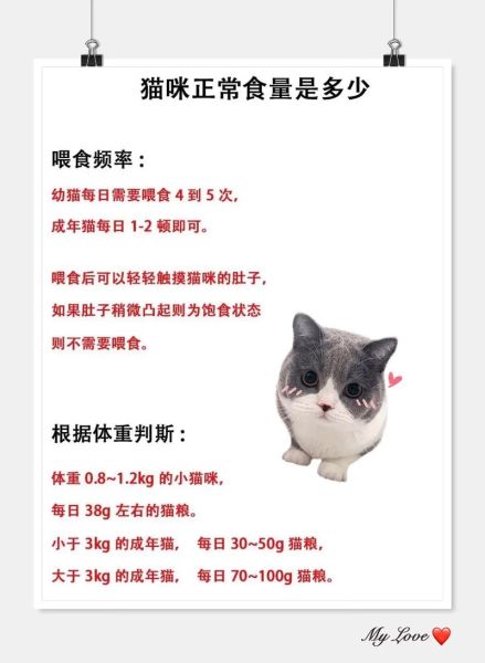小猫咪怎么养_小猫咪爱吃什么-第2张图片-星辰妙记